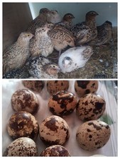 Coturnix Quail eggs Dozen