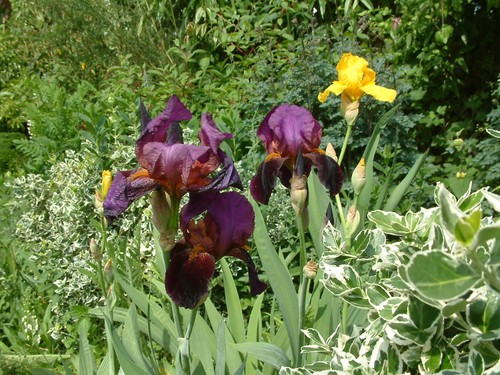 Iris germanica benton - germanica.,