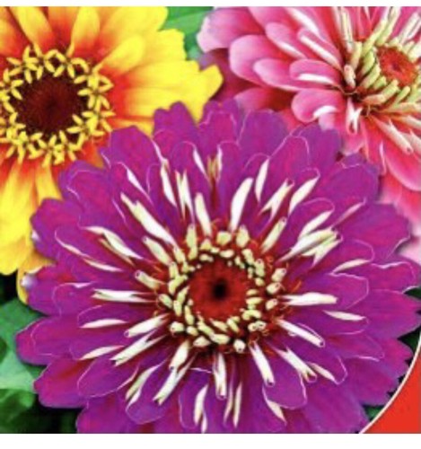 Zinnia elegant dahlia - x,