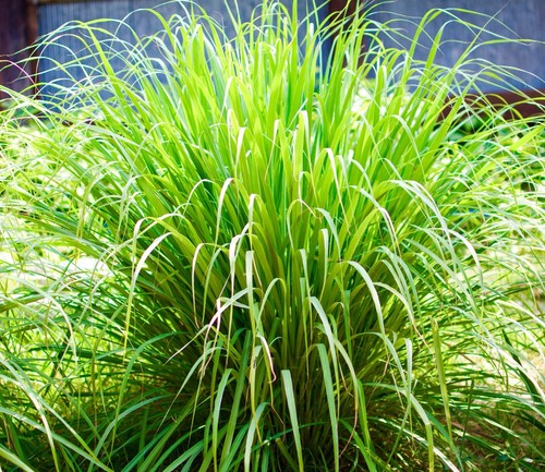 Lemongrass cymbopogon flexuous - lemongrass,