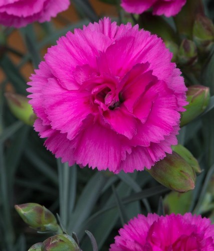 Dianthus scent first - dianthus,