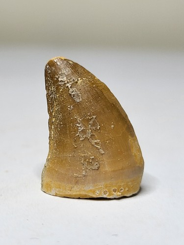 Superb mosasaur tooth rare - superb,