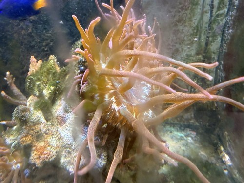Bta bubble tip anemones - 4x,