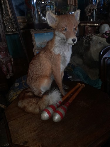 Cute taxidermy fox - taxidermy, badger