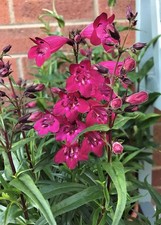 Penstemon garnet perennial - penstemon, 'garnet'