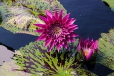 Lucida Dwarf Water Lily - pond