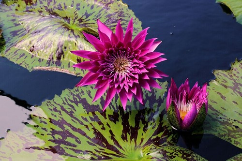 Lucida dwarf water lily - dwarf,
