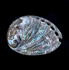 1 x Polished Blue Abalone