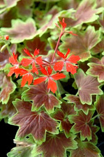 Red Garden Plug Plant x6 LRG