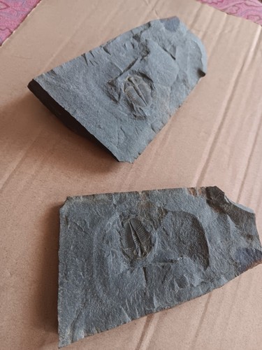 British fossil trilobite - british,