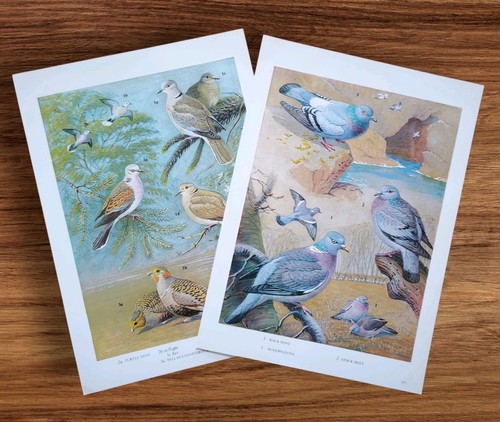 Pair vintage wood pigeons - pigeons, rock