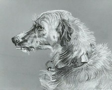 Deerhound Head Engraved Print