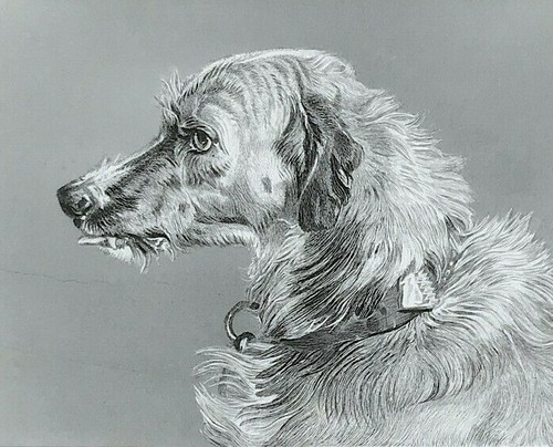 Deerhound head engraved - head,