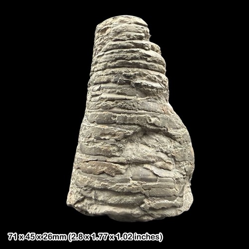 Belemnite phragmocone fossil - belemnite,