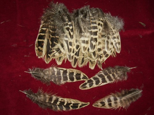 100 hen pheasant wing - wing, hackles