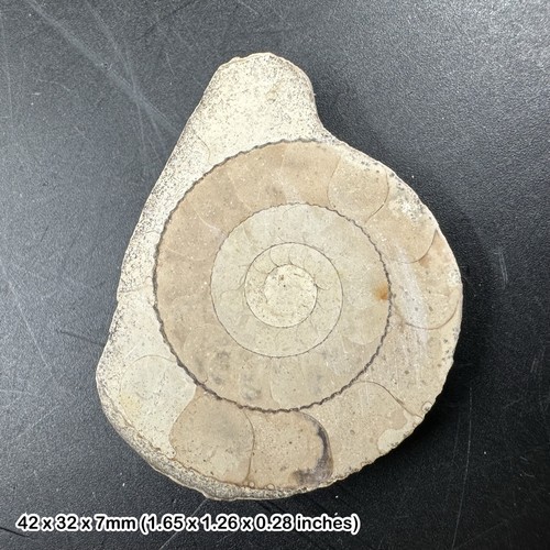 Genuine fossilised jurassic