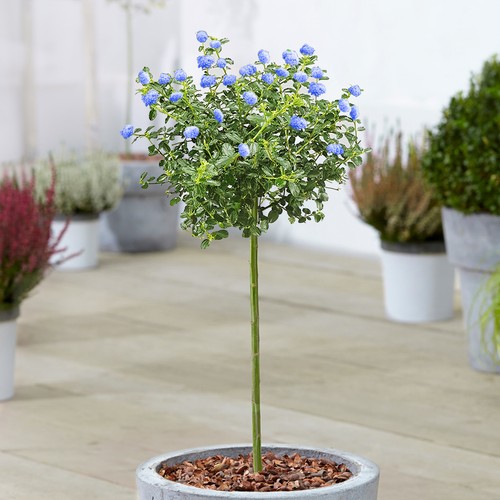 Ceanothus repens tree - |, potted