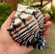 Large Black Zebra Murex