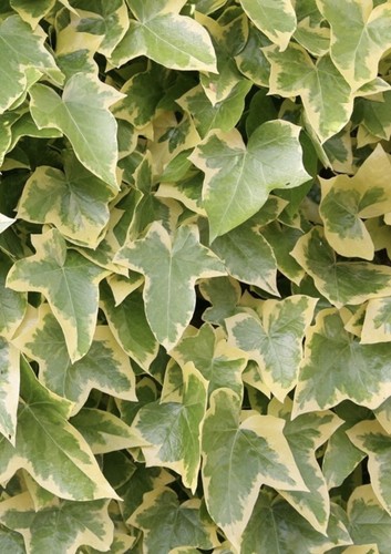 Hedera helix ivy plant - helix,
