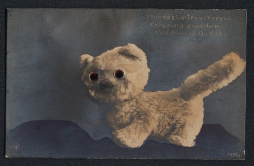 Glasaugen dog breeders - glasaugen-ak,