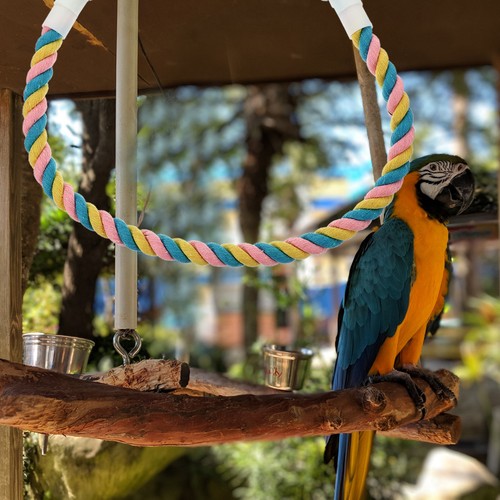 Reusable parrot rope - rope, toy