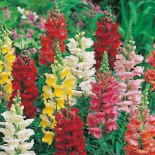 Antirrhinum Snapdragon Mixed Flower Seeds Grow Your Own Bedding Hanging Baskets