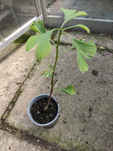 Ginkgo biloba maidenhair - ginkgo, tree
