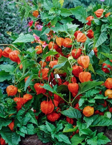 Chinese lantern - 5x, –