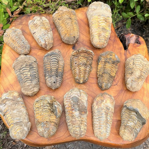 40mm 90mm morocco - morocco, trilobite