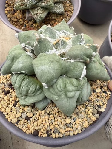5cm rare plant ariocarpus - 11.5cm,