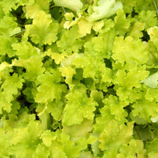 Heuchera Lime Marmalade Coral