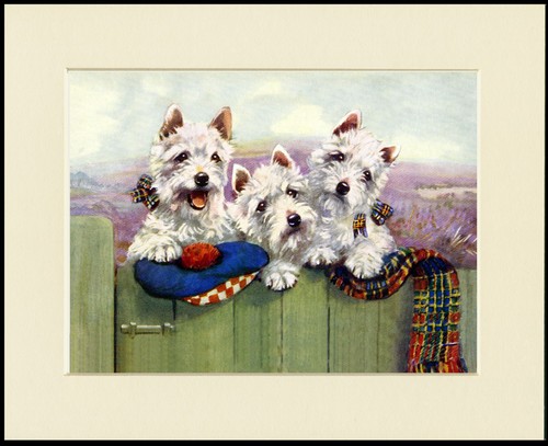 West highland white terrier - west,