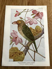 the northern green barbet  ( bird)  1924 colour print