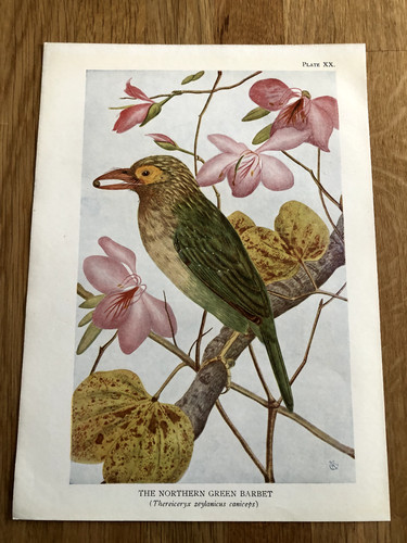 The northern green barbet - the,