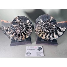 Large A grade Cut ammonite -