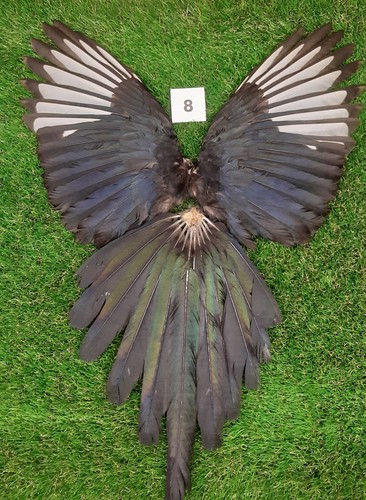 Genuine british magpie - british, wings