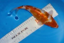 10 Inch Tancho Goromo  Koi