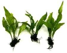 3x Java Fern "Small" Live Aquarium Aquatic Plants 5 Stems Microsorum Pteropus