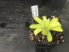 Pinguicula Moctezumae x Pilosa