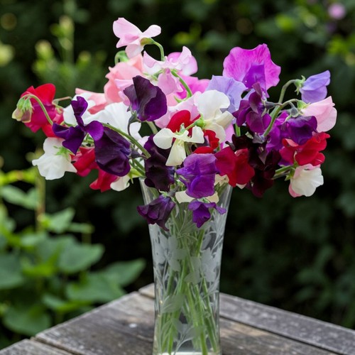 Sweet pea plant - sweet, in