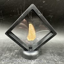 Mosasaur Fossil Tooth 3D