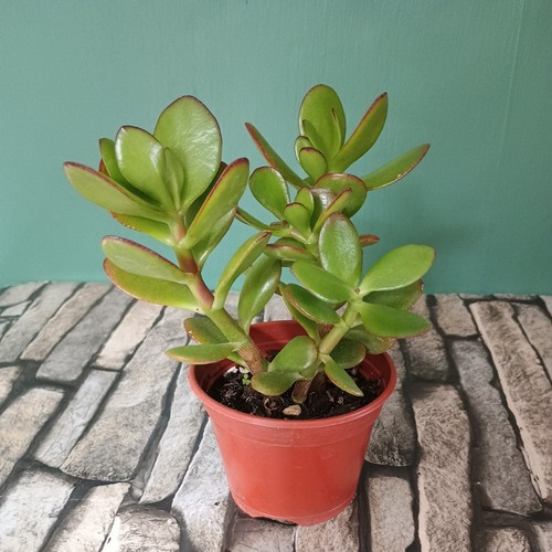 Money plant jade tree - plant, house