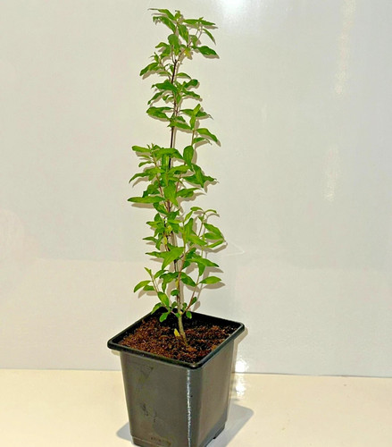 Pomegranate tree punica - pomegranate, tree,