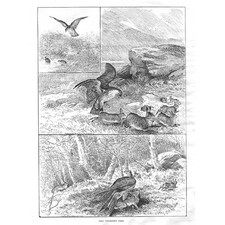 PREDACEOUS BIRDS Peregrine