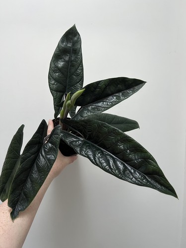 Alocasia scalprum 14cm pot - ,