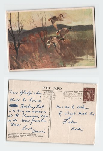Vintage postcard mallards - vintage,