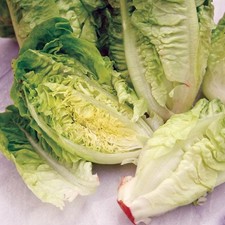 Little Gem Lettuce X12  Multi