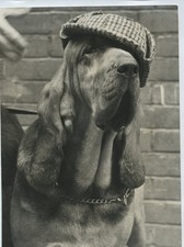 Bloodhound Dog Crufts Sherlock Holmes Hat London 1975 Press Photo