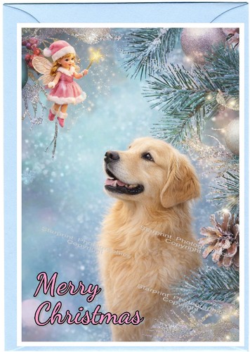 Golden retriever dog 4 x - retriever,