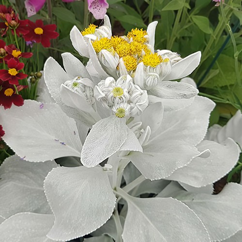 Senecio angel wings large - wings,